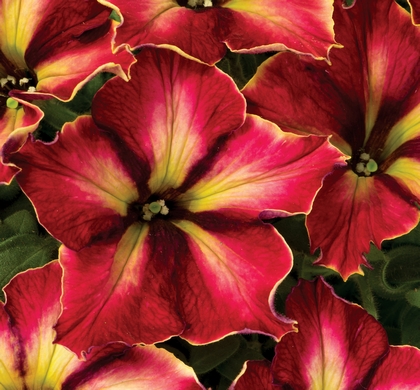 Crazytunia® Mandeville Petunia | Natorp's Online Plant Store